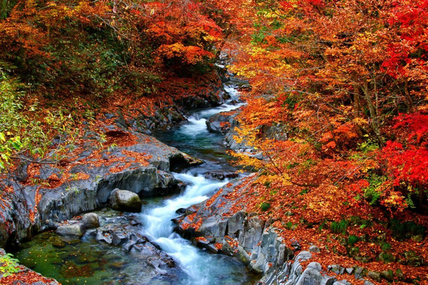Korea Unsaid: Autumn Edition