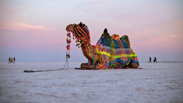 Rann of Kutch Adventure